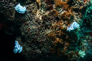 Willan's Chromodoris
