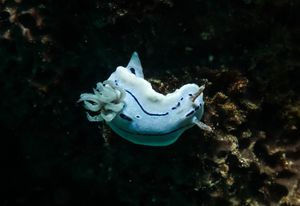 Willan's Chromodoris