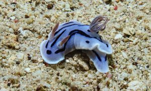 Willan's Chromodoris