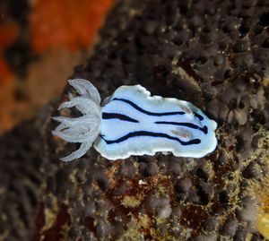 Willan's Chromodoris