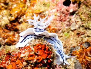 Willan's Chromodoris