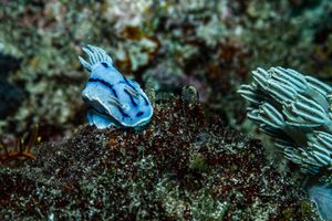 Willan's Chromodoris
