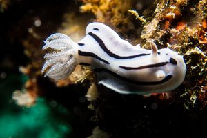 Willan's Chromodoris
