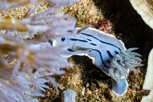 Willan's Chromodoris