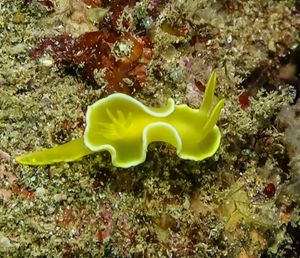 Diversidoris crocea