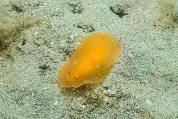 Fleshy Doriopsilla