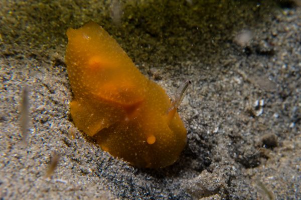 Fleshy Doriopsilla