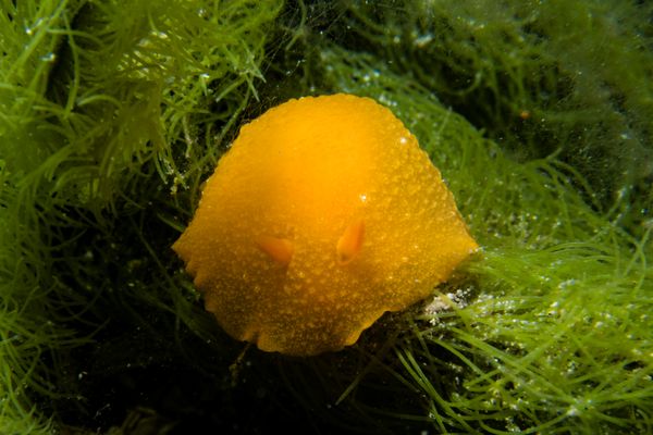 Fleshy Doriopsilla