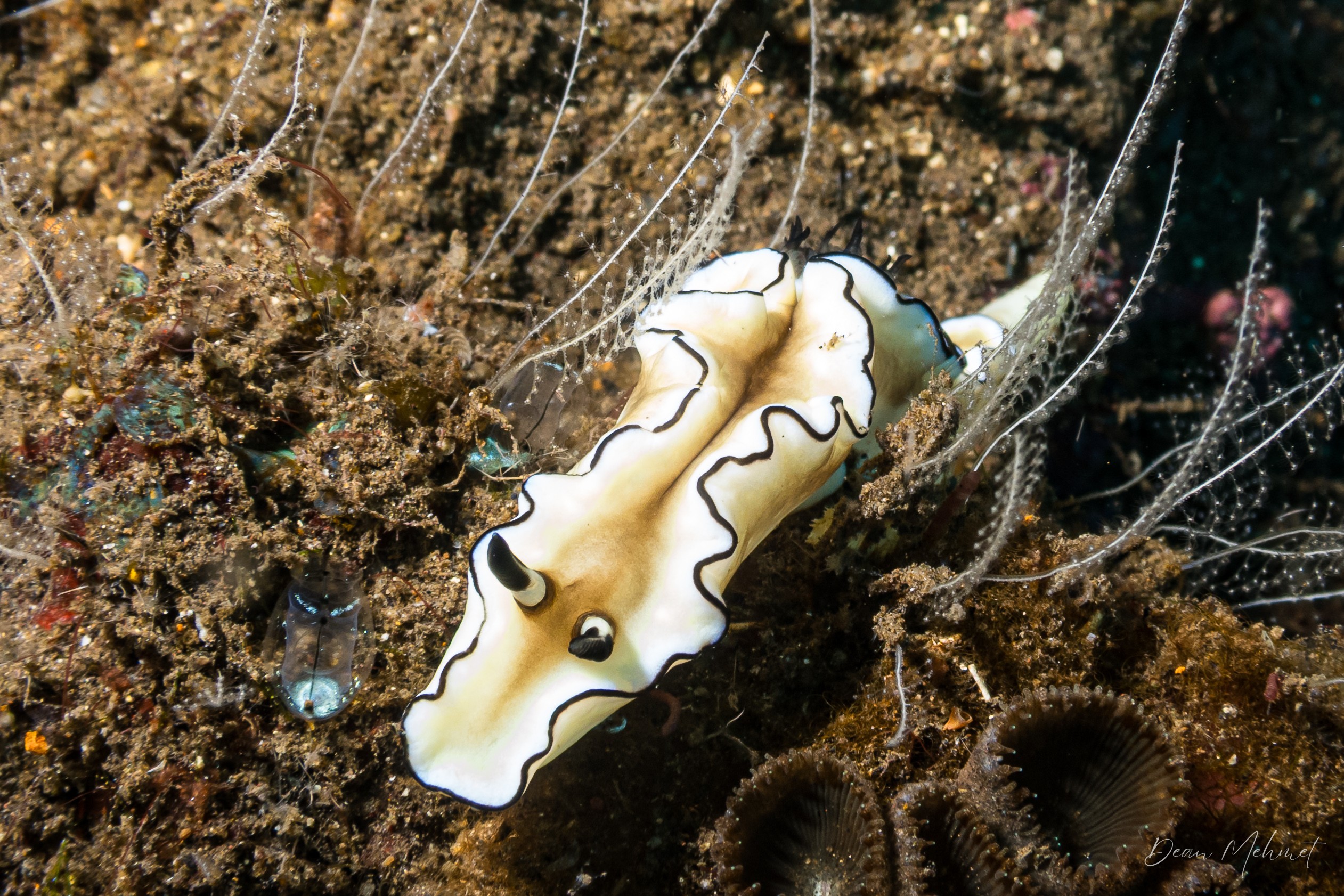 Black-margined Nudibranch