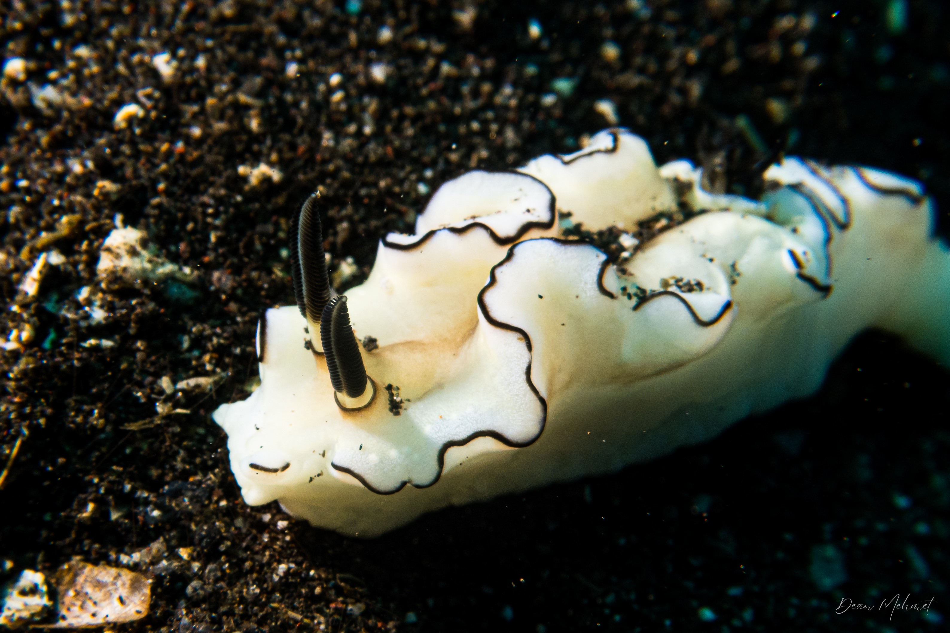 Black-margined Nudibranch