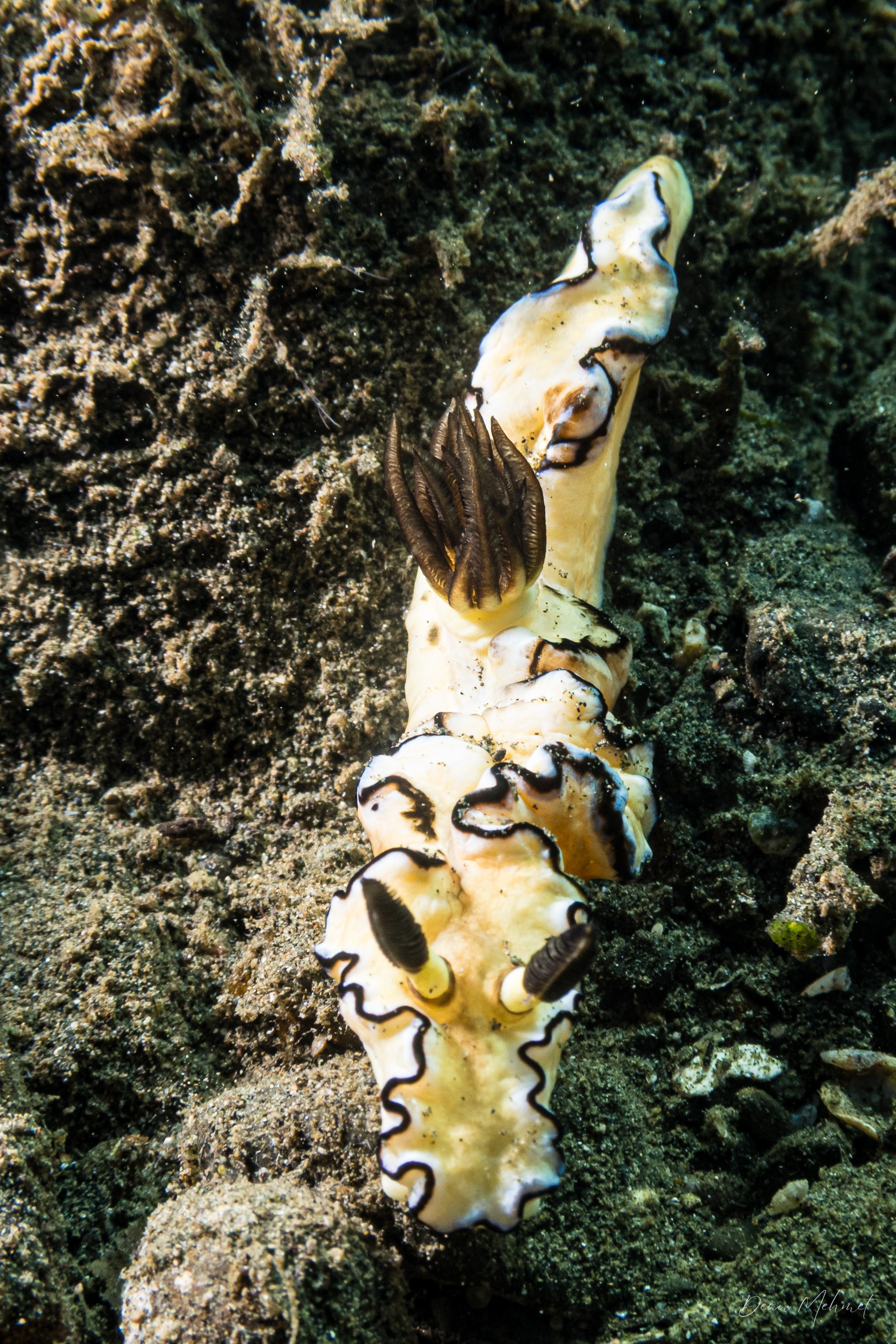 Black-margined Nudibranch
