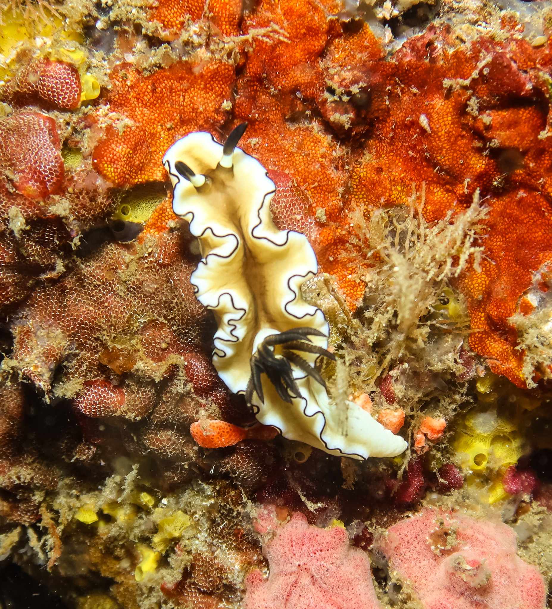 Black-margined Nudibranch