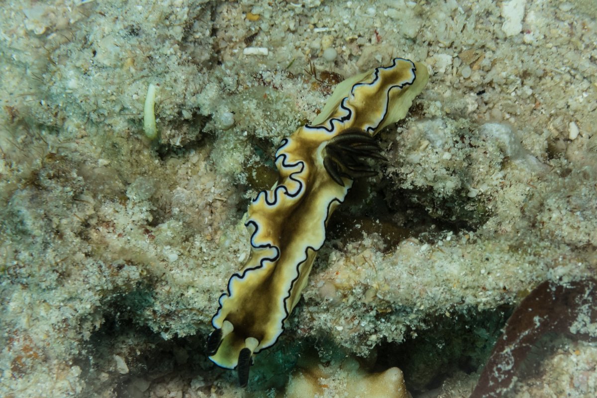 Black-margined Nudibranch hero image