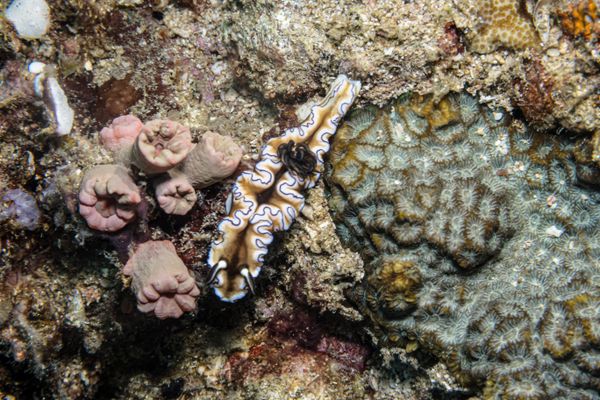 Black-margined Nudibranch
