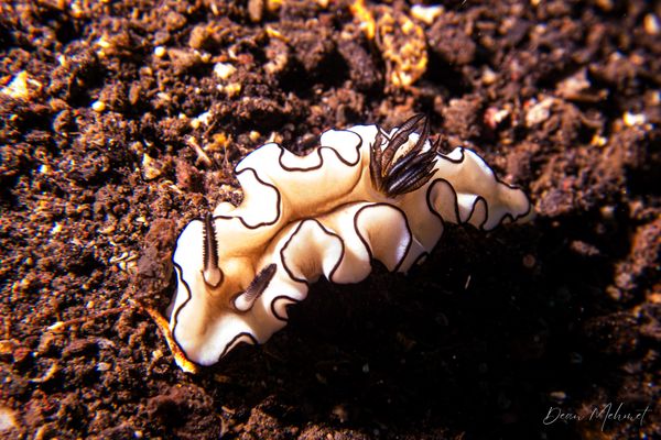 Black-margined Nudibranch