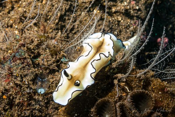 Black-margined Nudibranch