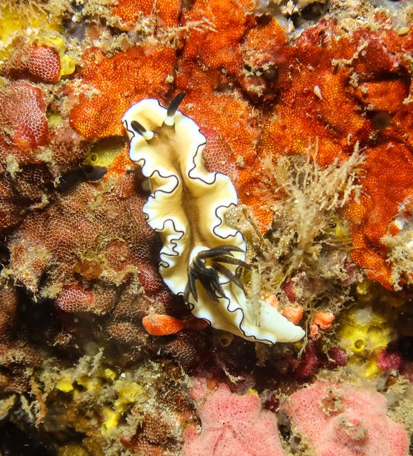 Black-margined Nudibranch - Puerto Galera - 10 June 2025 - Dive 3