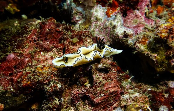Black-margined Nudibranch - Anilao - 12 June 2025 - Dive 1