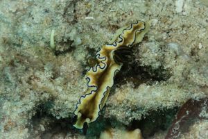 Black-margined Nudibranch