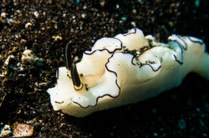 Black-margined Nudibranch