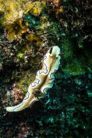 Black-margined Nudibranch