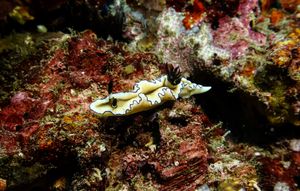 Black-margined Nudibranch