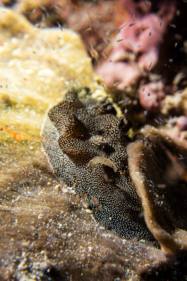 Starry Doriprismatica