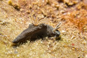 Starry Doriprismatica from Tawali, PNG