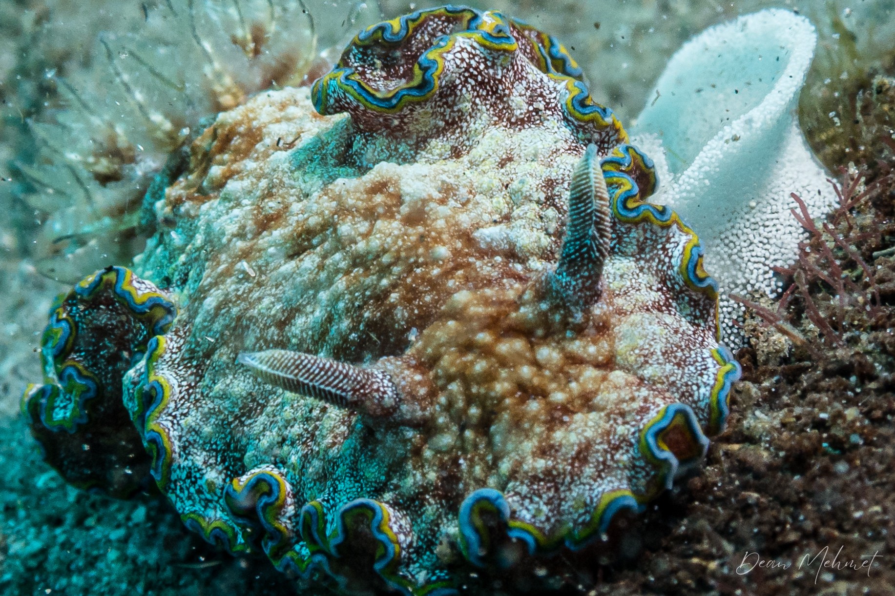 Glossodoris acosti