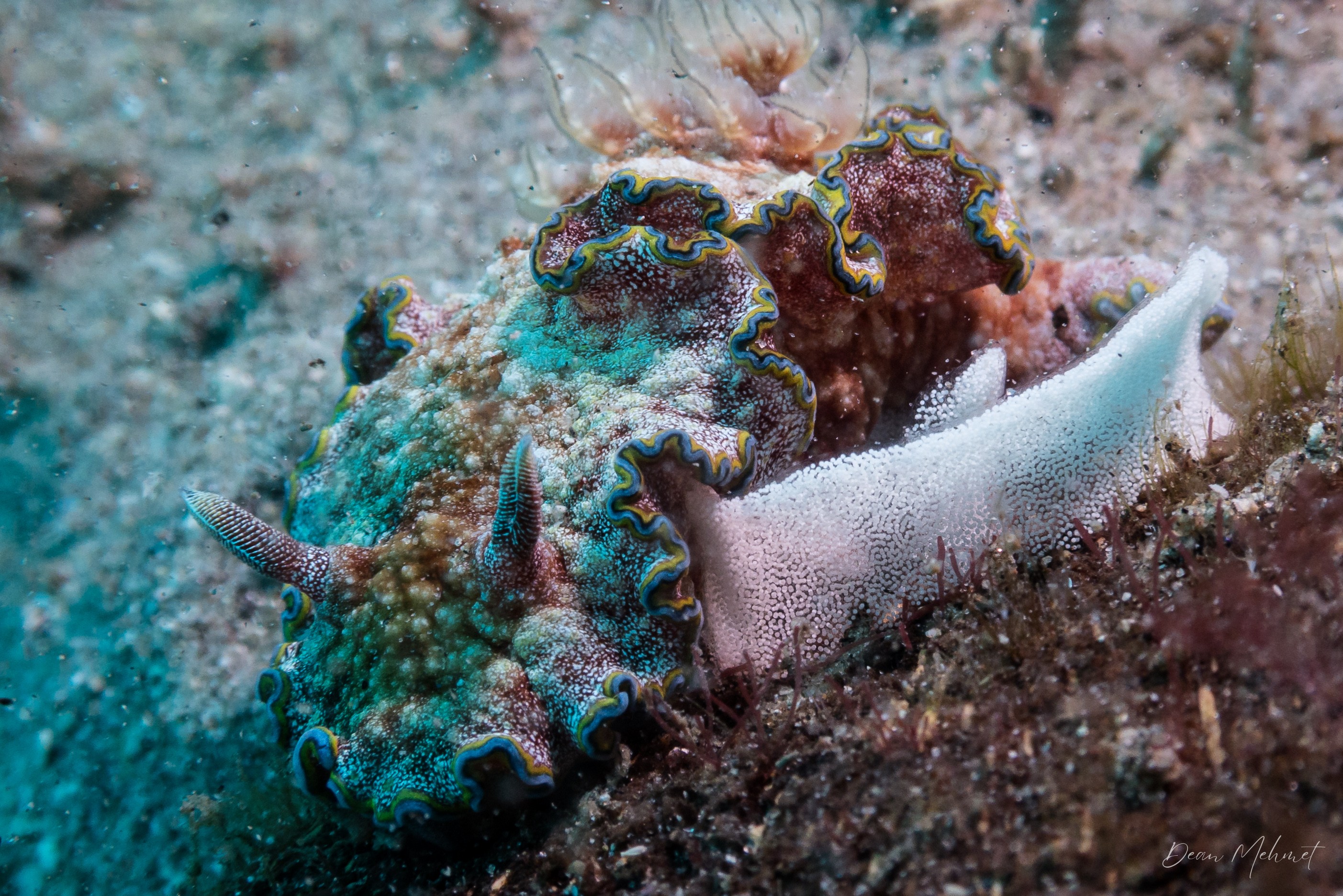 Glossodoris acosti