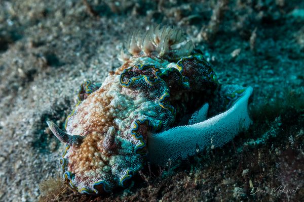 Glossodoris acosti