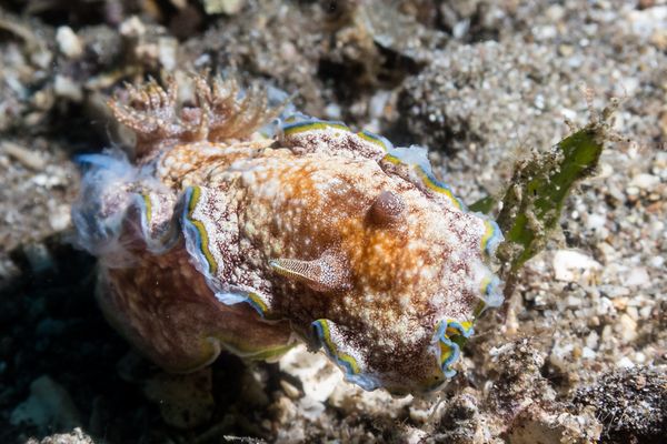 Glossodoris acosti - Photo 4
