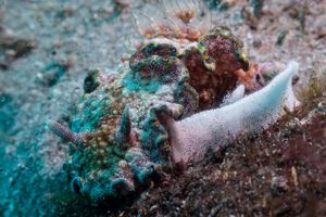Glossodoris acosti