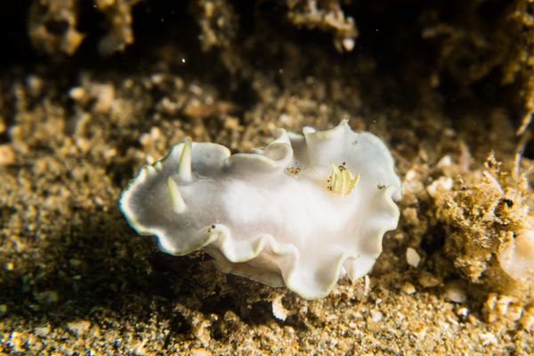 White Mantle Glossodoris