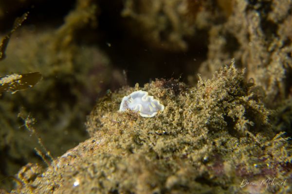 White Mantle Glossodoris