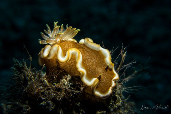 Caramel Nudibranch