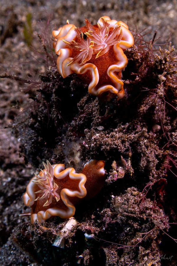 Caramel Nudibranch