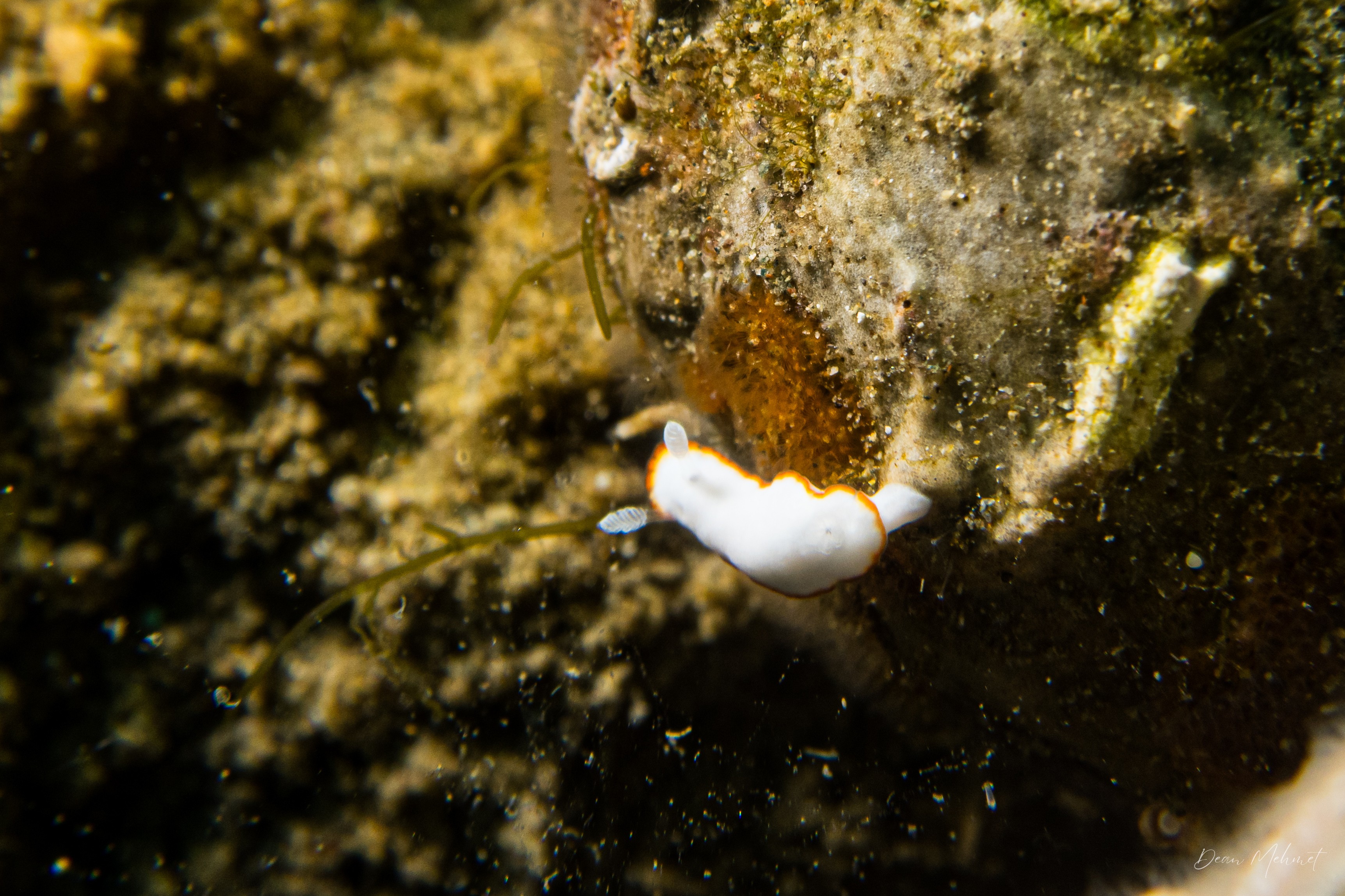 Goniobranchus albonares