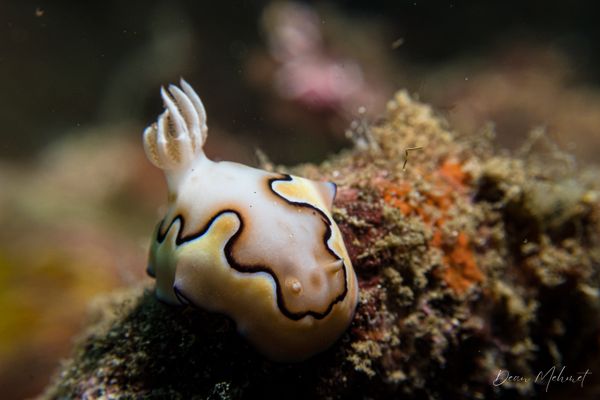 Coi's Goniobranchus - Tawali, PNG - 17 July 2026 - Dive 2 - Deacon's