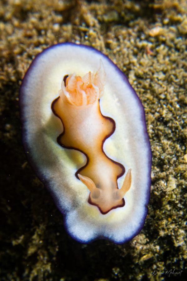 Coi's Goniobranchus