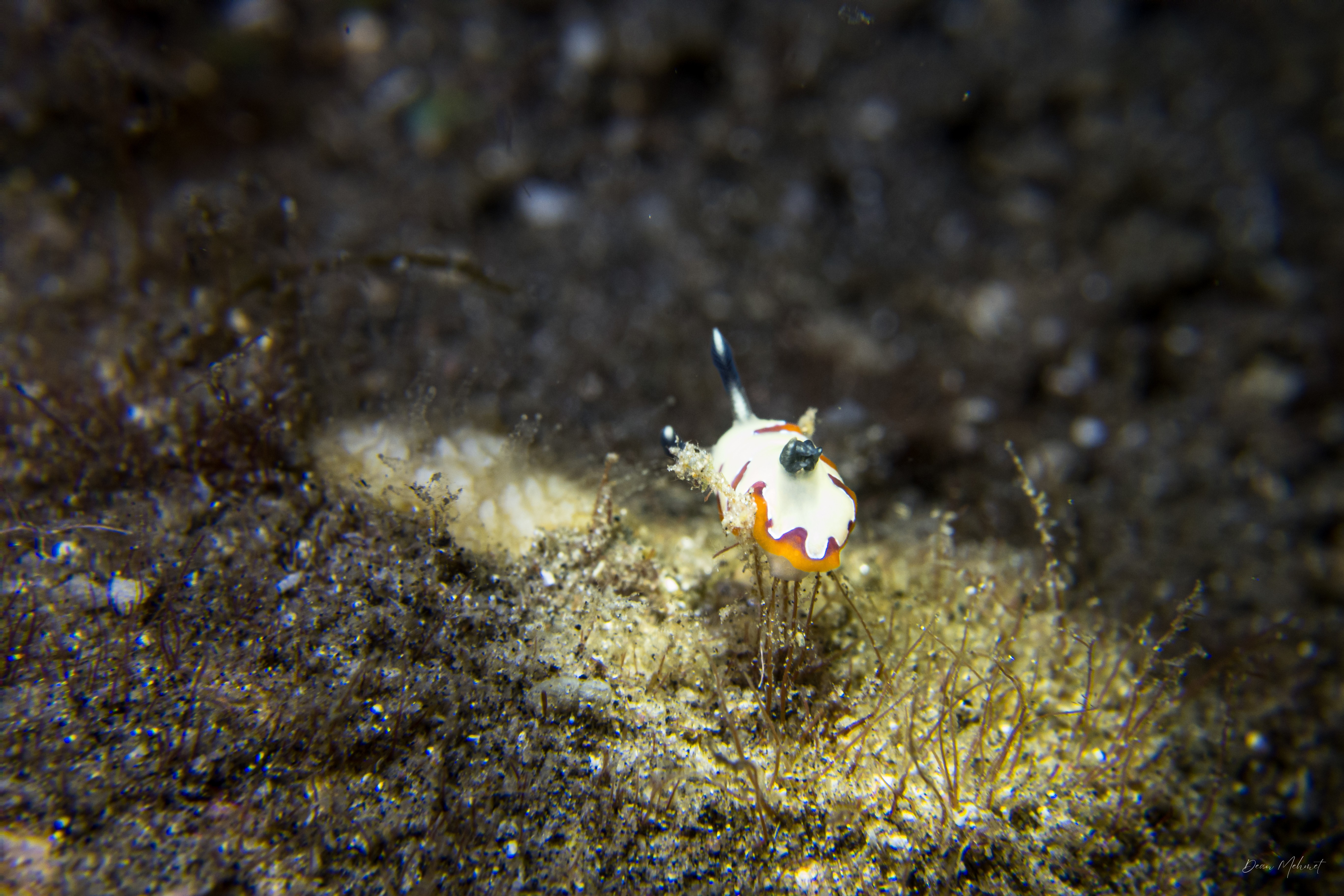 Faithful Sea Slug