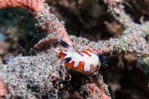 Faithful Sea Slug