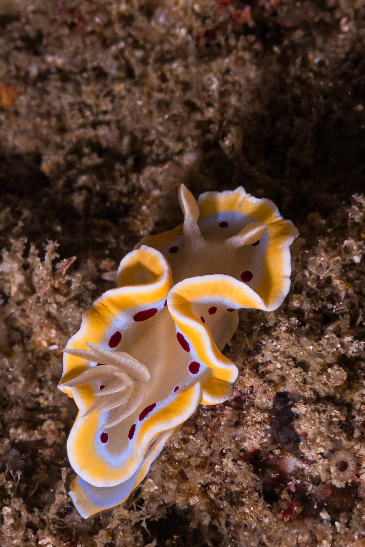 Gem Sea Slug hero image