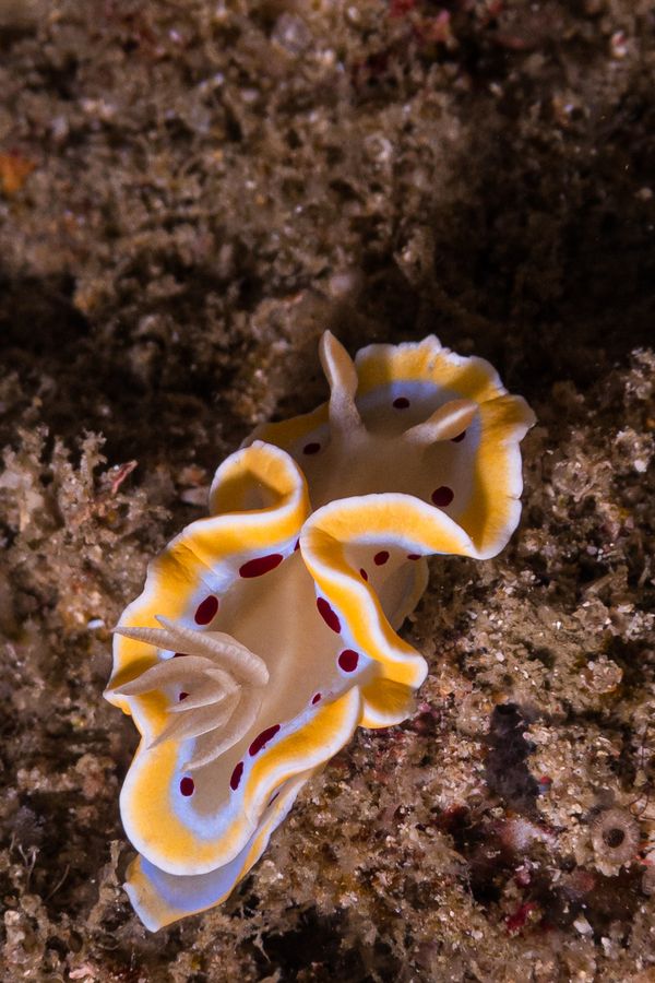 Gem Sea Slug