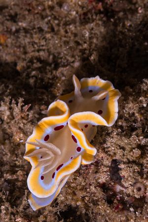 Goniobranchus representative species