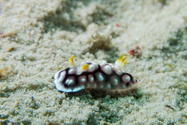 Geometric Goniobranchus
