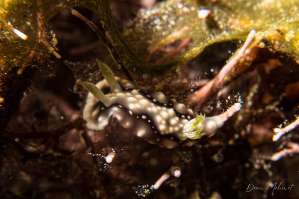 Geometric Goniobranchus