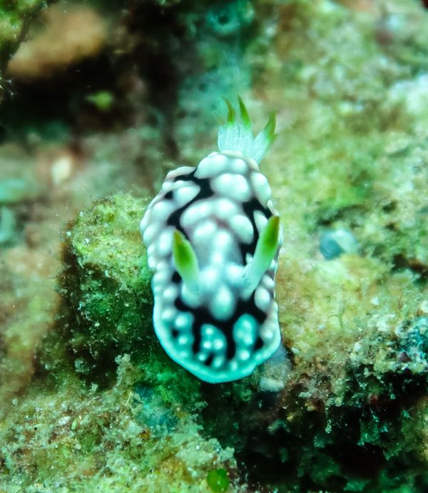 Geometric Goniobranchus - Anilao - 12 June 2025 - Dive 1