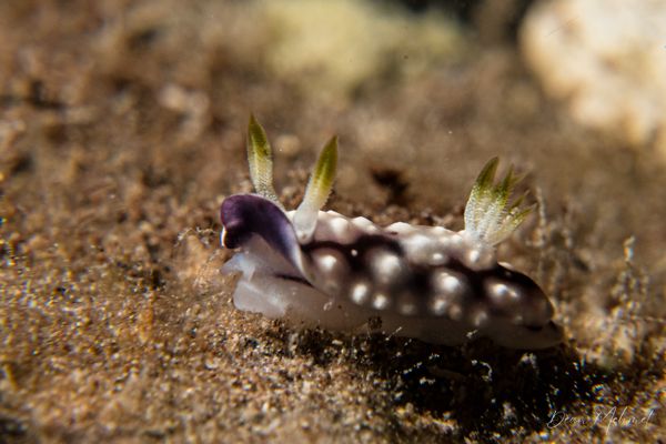Geometric Goniobranchus - Photo 6