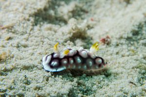 Geometric Goniobranchus